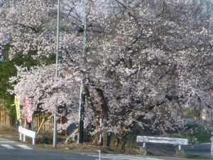 百万遍の桜